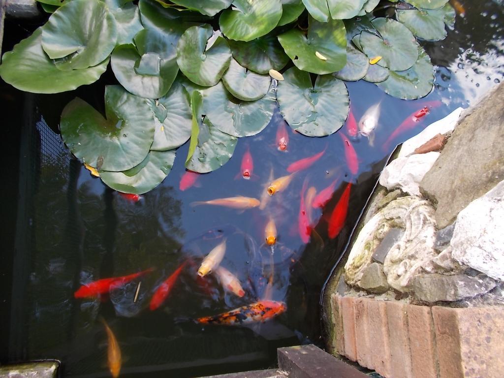 B&B Il Giardino Acquatico Coppito Esterno foto