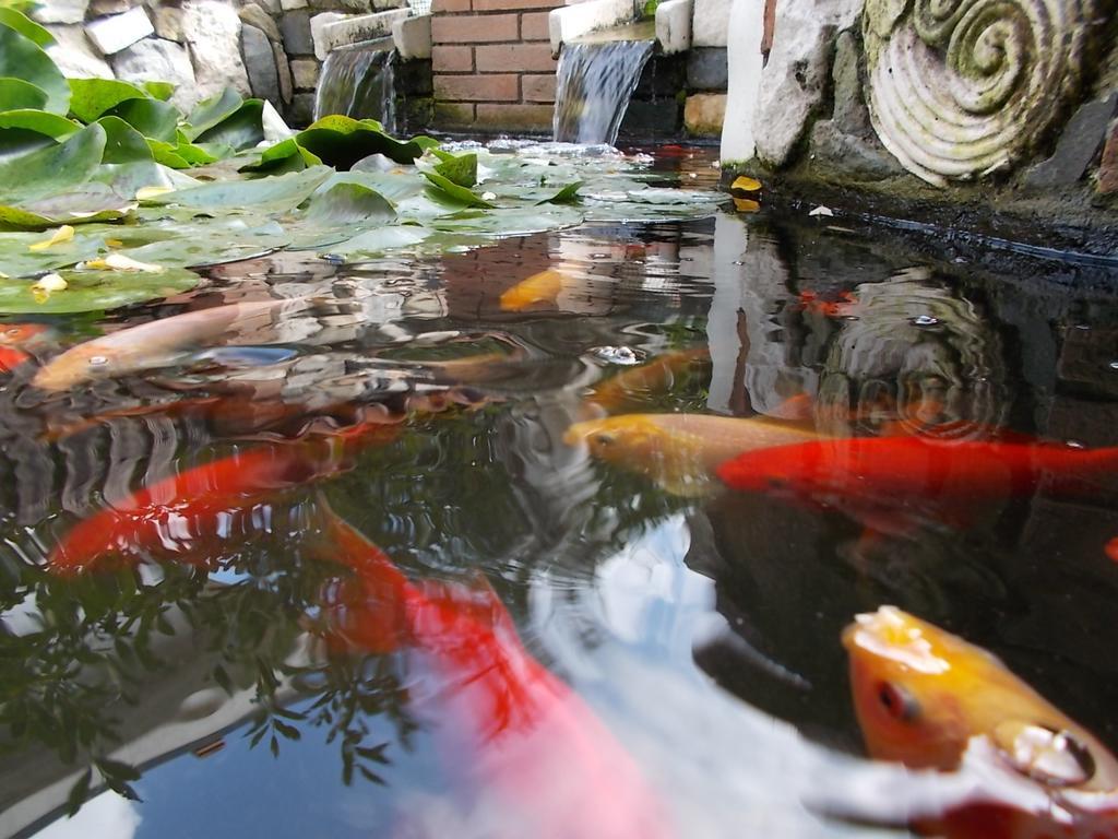 B&B Il Giardino Acquatico Coppito Esterno foto